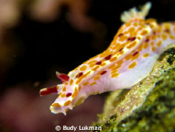 Common Ceratosoma amoena in temparate Australian water of... by Budy Lukman 
